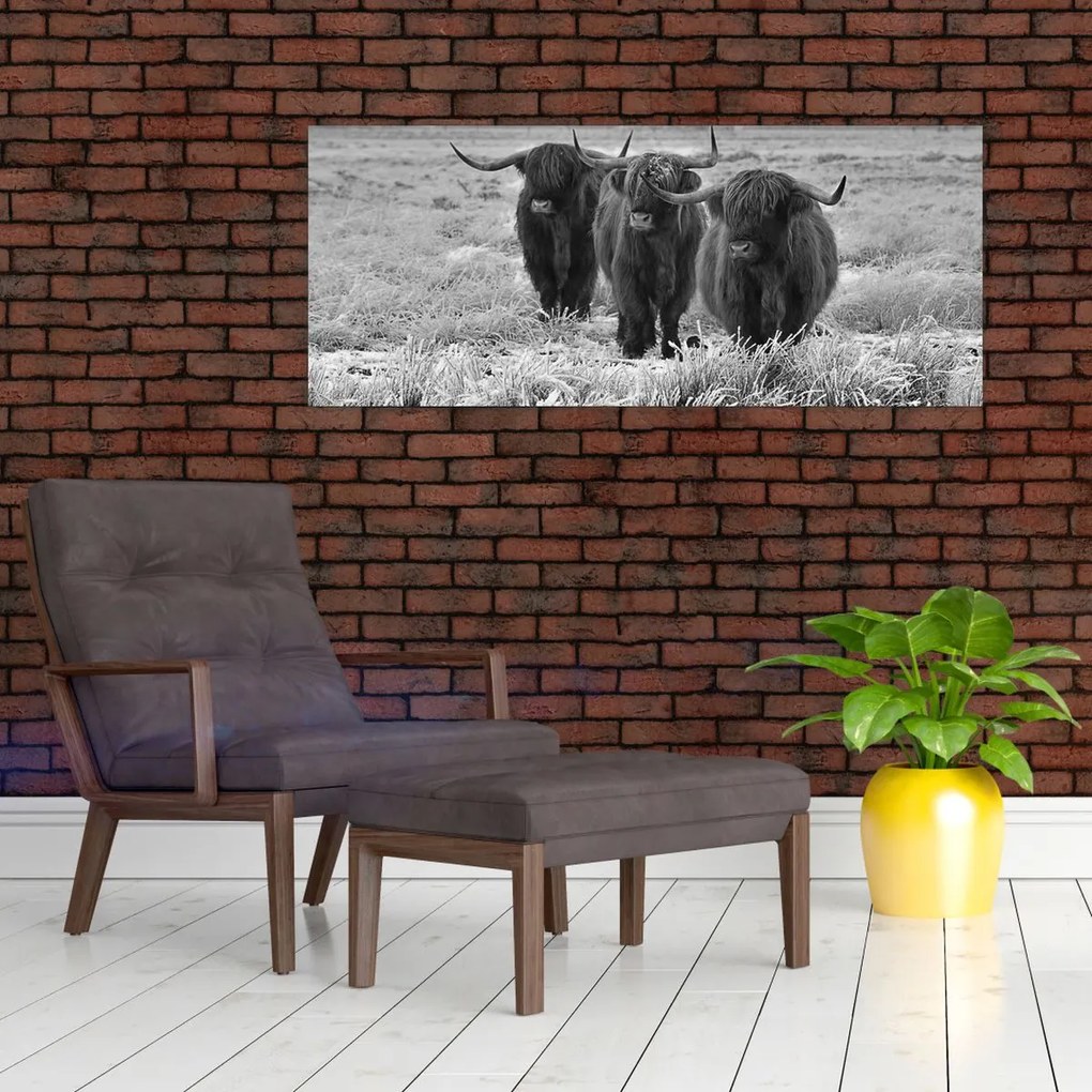 Obraz - Škótske kravy (120x50 cm)
