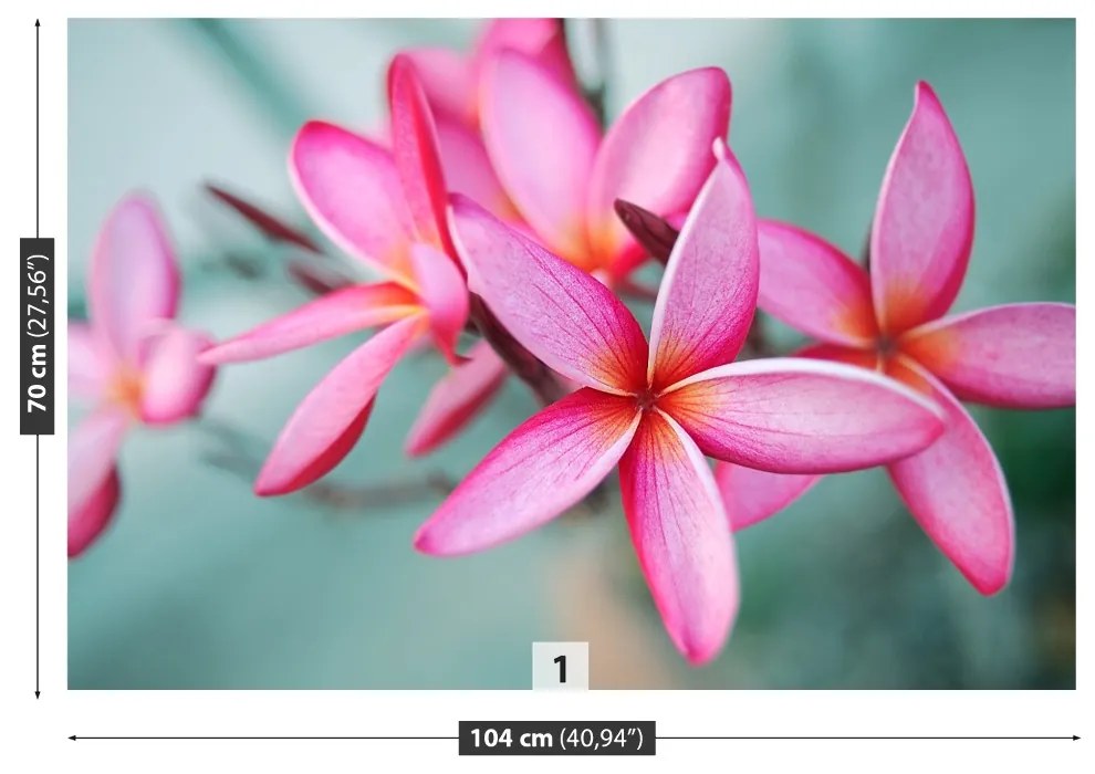 Fototapeta Vliesová Pink plumeria 208x146 cm