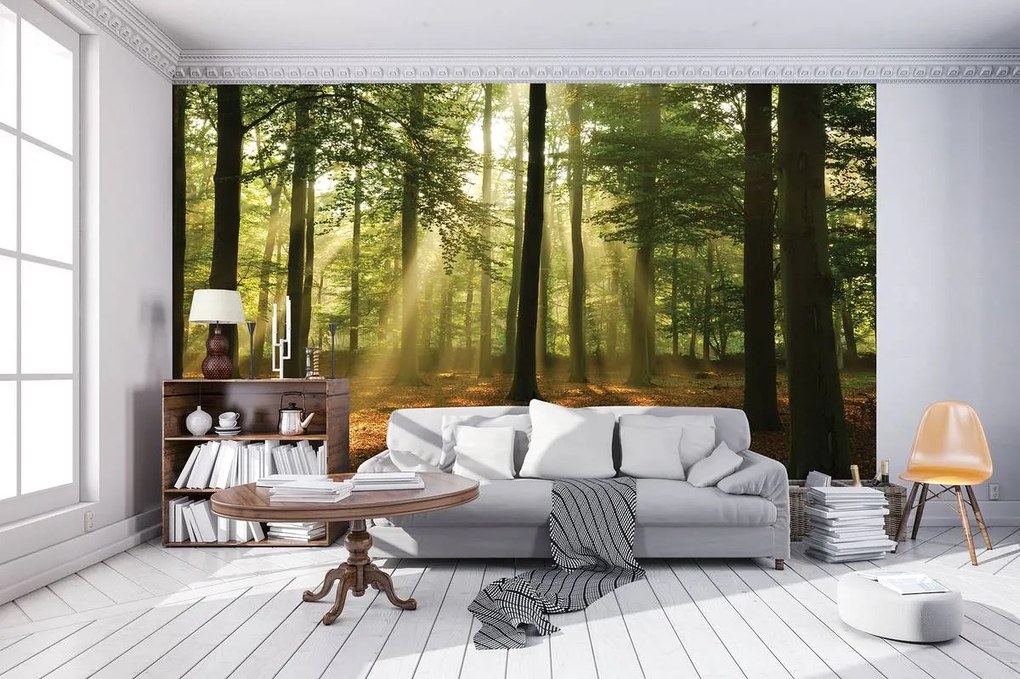 Fototapeta - Les za denného svetla (254x184 cm)