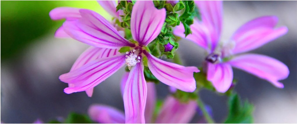 Detailný obraz kvetiny (120x50 cm)