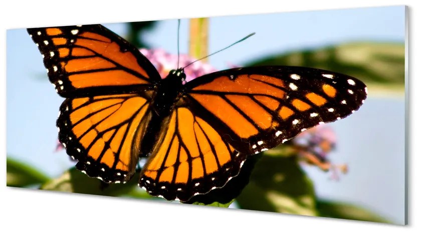 Obraz na akrylátovom skle Farebný motýľ 120x60 cm