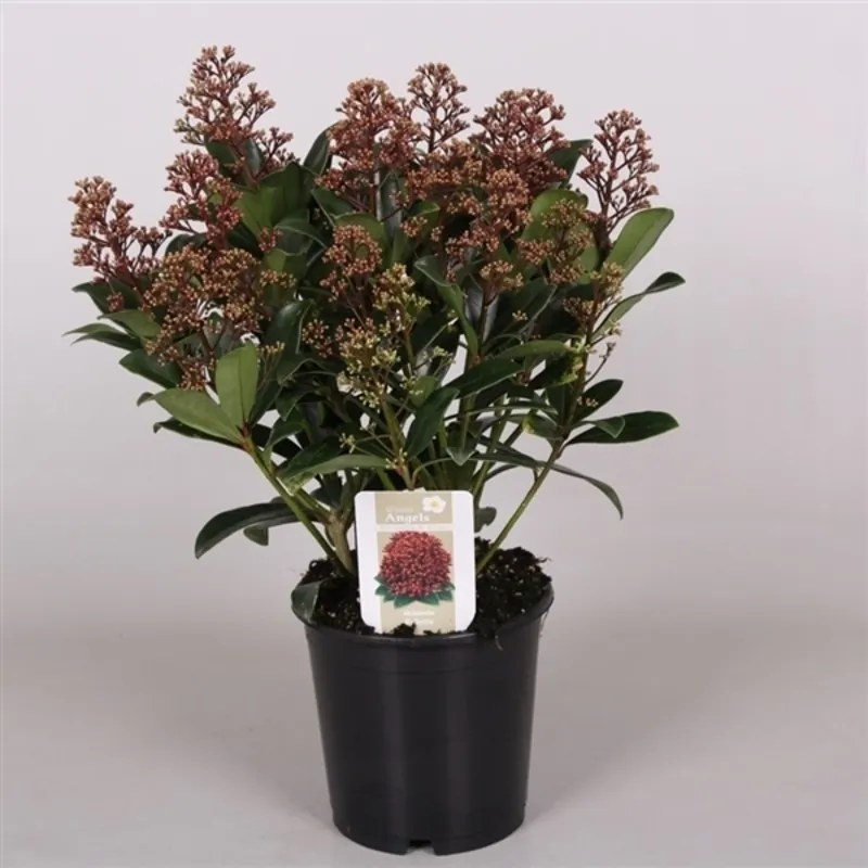 Skimmia japonica Rubella 15x35 cm