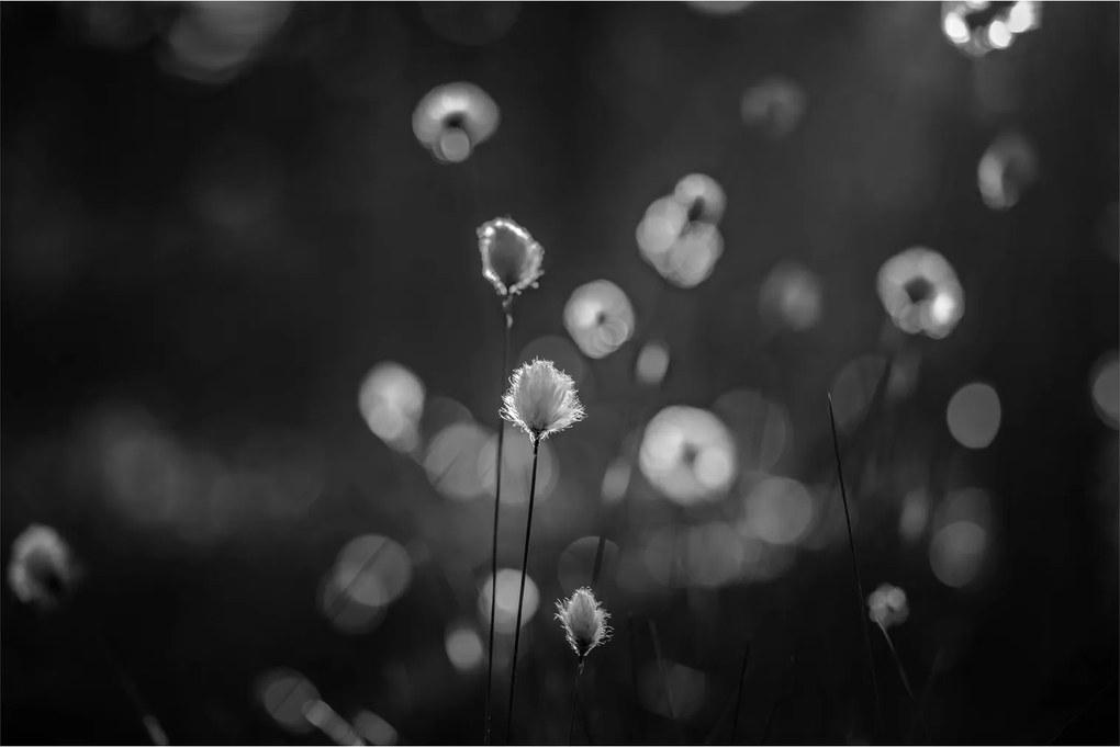 Obraz - Cottongrass na lúke (90x60 cm)