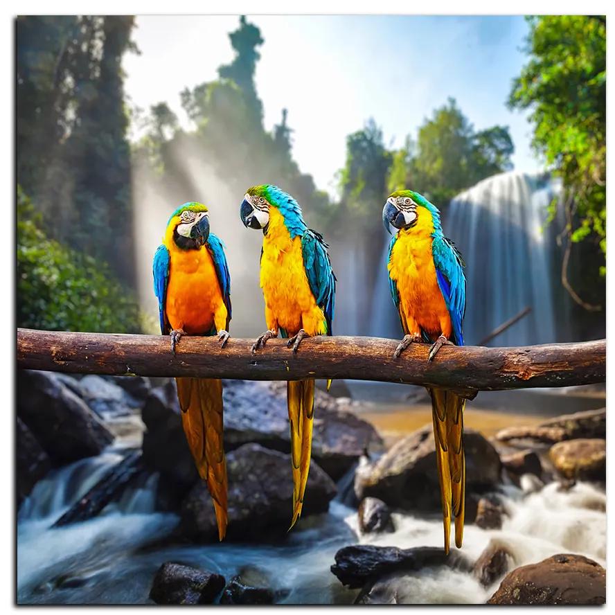 Obraz na plátne - Modro žlté Macaw - štvorec 3232A (80x80 cm)