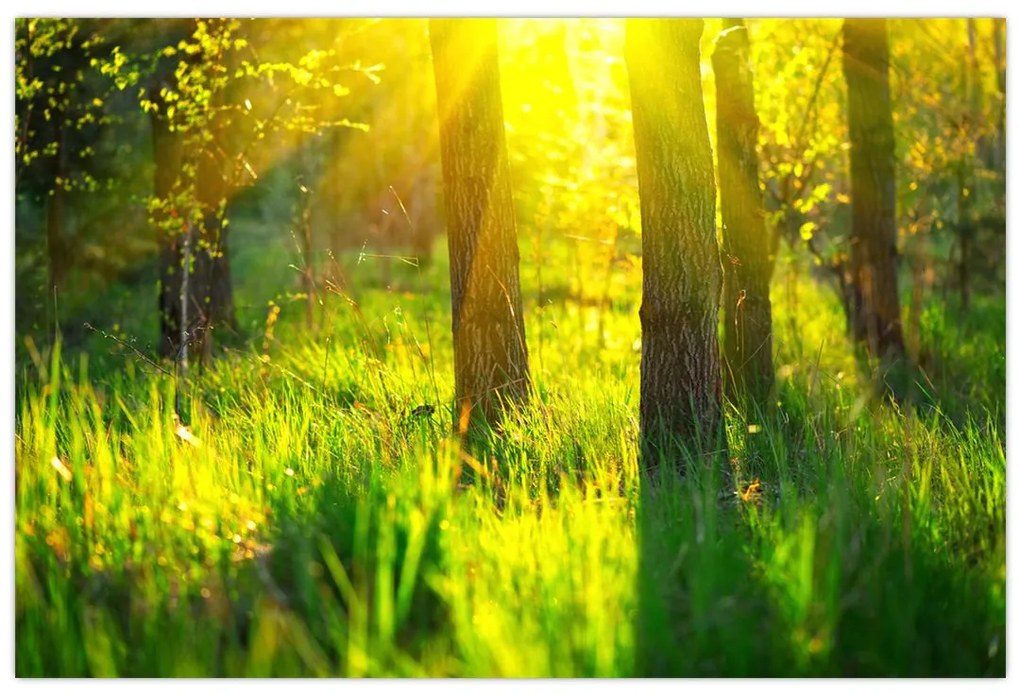 Obraz - Jarné prebúdzanie lesa (90x60 cm)