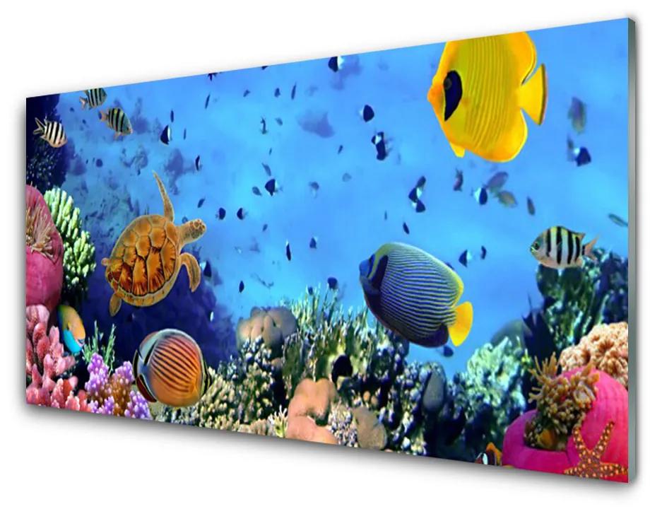 Sklenený obklad Do kuchyne Koralový útes príroda 140x70 cm