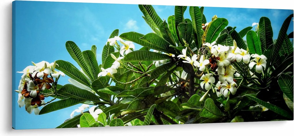 Obraz - Plumeria (120x50 cm)