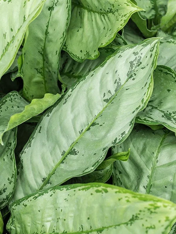 Aglaonema freedman Tuft 28/19 - 65 cm