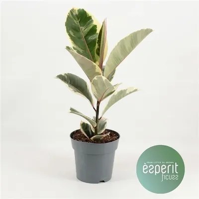 Ficus elastica tineke 12x30 cm