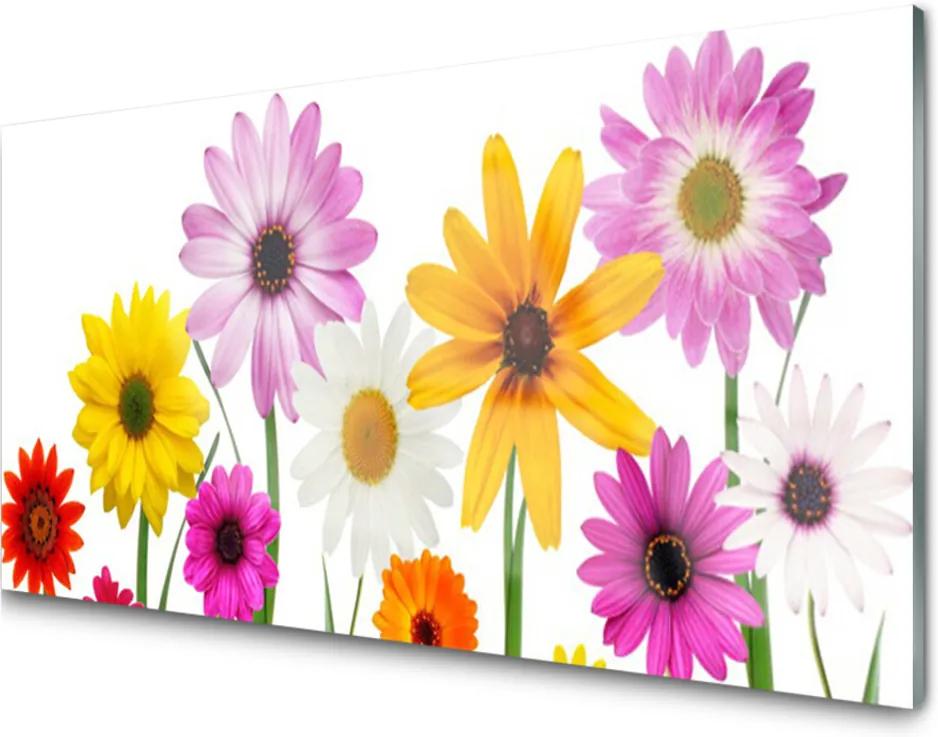 Obraz plexi Farebné Kvety Príroda