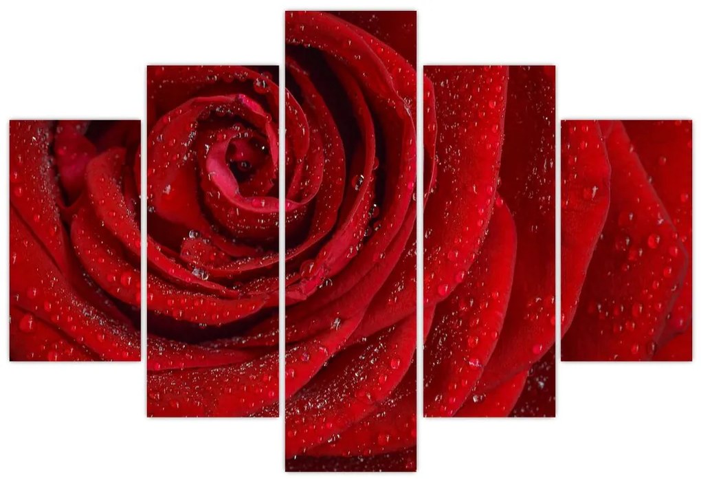 Obraz - detail ruže (150x105 cm)