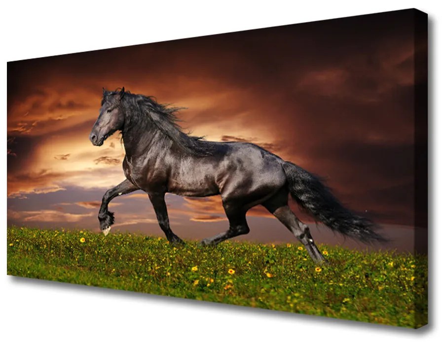 Obraz na plátne Čierny kôň lúka zvieratá 120x60 cm