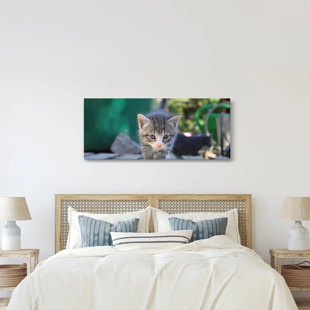 Obraz mačiatka (120x50 cm)