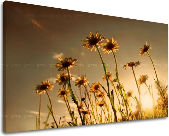 Obraz na stenu KVETY XOBKV144E11 - 80x120 cm