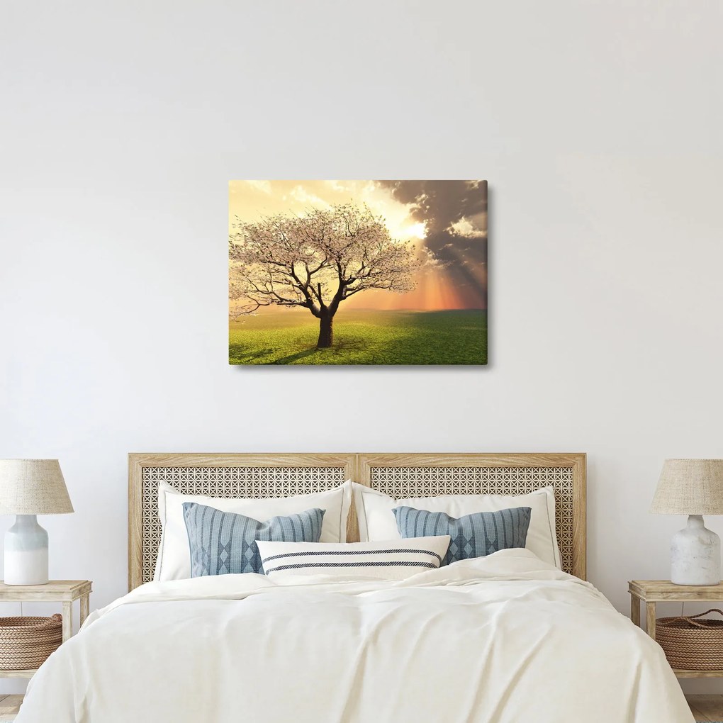 Obraz stromu na lúke (70x50 cm)