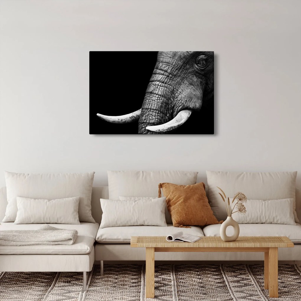 Obraz - Slonie kly (90x60 cm)