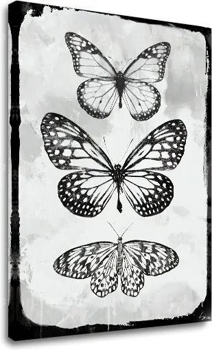 Obraz na plátne MOTÝLE