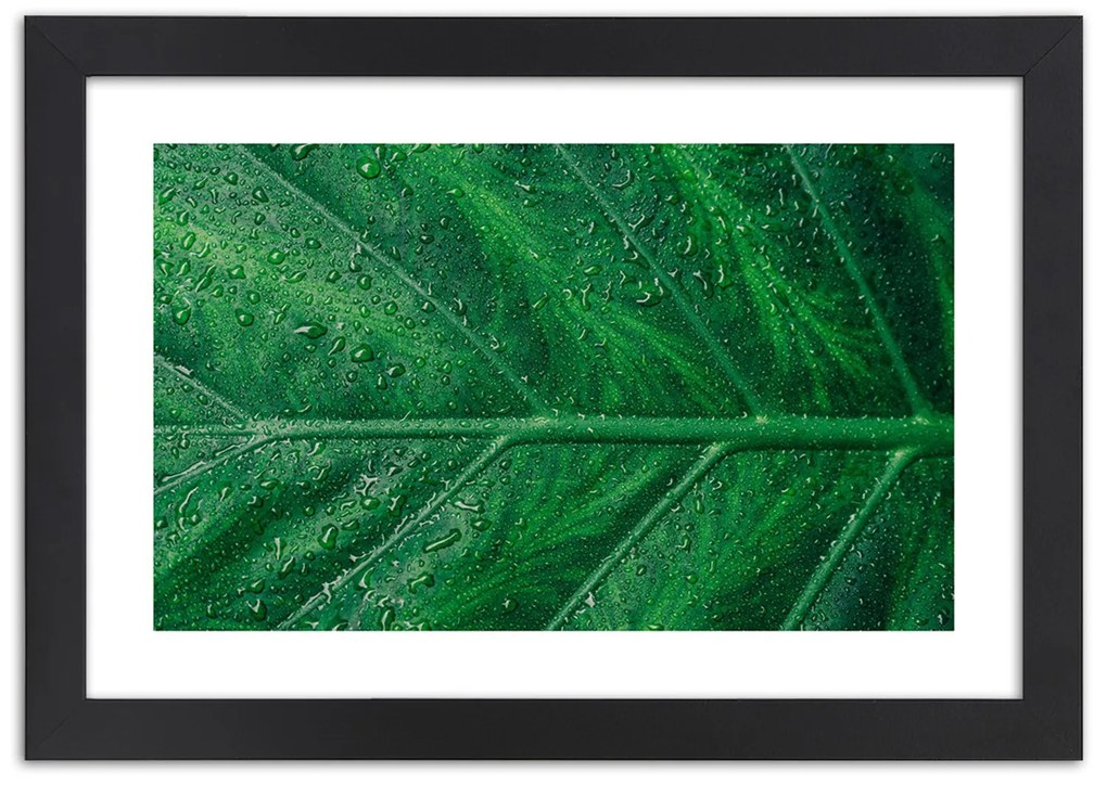 Gario Plagát Mokrý list v detailnom zábere Farba rámu: Bez rámu, Rozmery: 30 x 20 cm