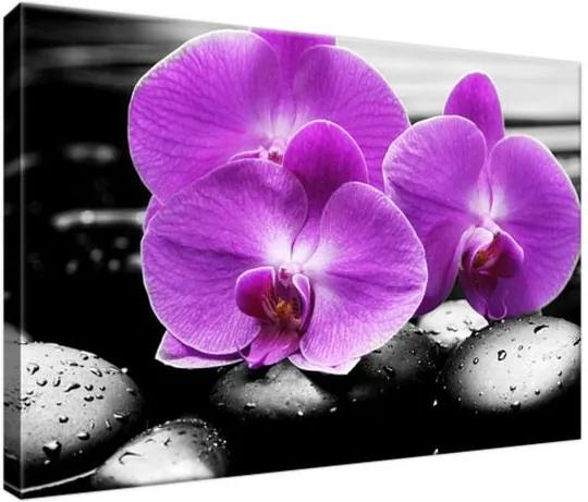 Obraz na plátne Fialová orchidea 30x20cm 1379A_1T
