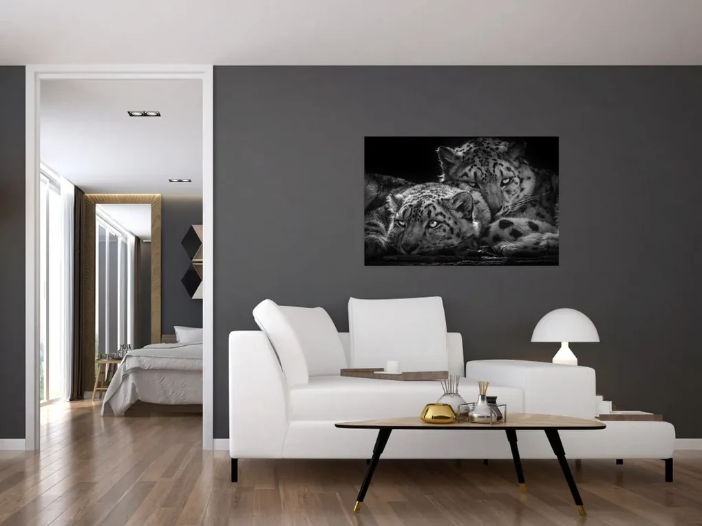 Obraz - Odpočívajúci gepardy (90x60 cm)