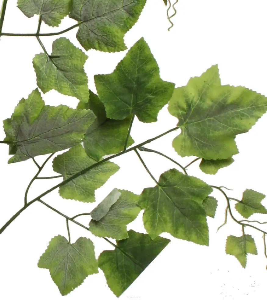 Hrozno zelené 180 cm