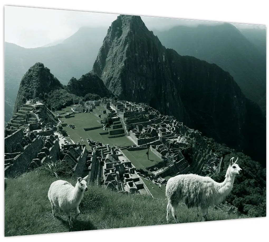Obraz - Lamy na Machu Picchu v Peru (70x50 cm)