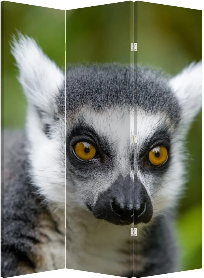 Paraván - Lemur (126x170 cm)