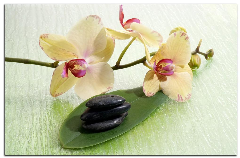 Obraz na plátne - Kvety orchidei 162A (60x40 cm)