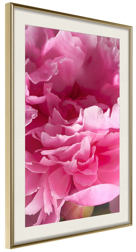 Artgeist Plagát - Beautiful Peonies [Poster] Veľkosť: 40x60, Verzia: Čierny rám