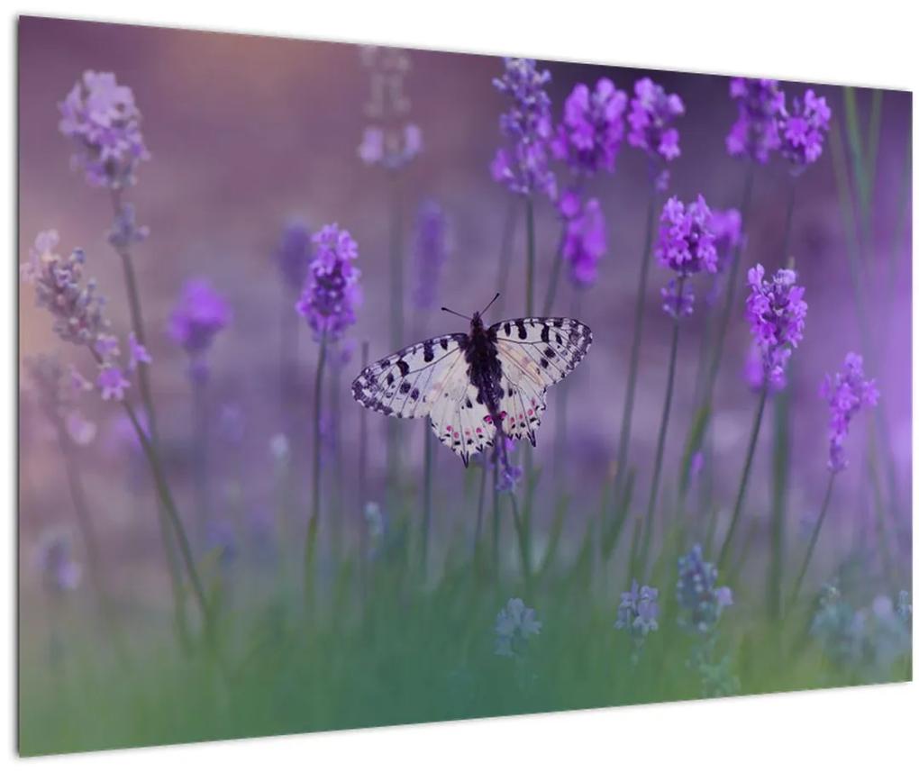 Obraz - Motýľ v levanduli (90x60 cm)