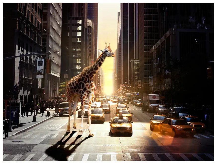 Artgeist Fototapeta - Giraffe in the big city Veľkosť: 200x154, Verzia: Premium