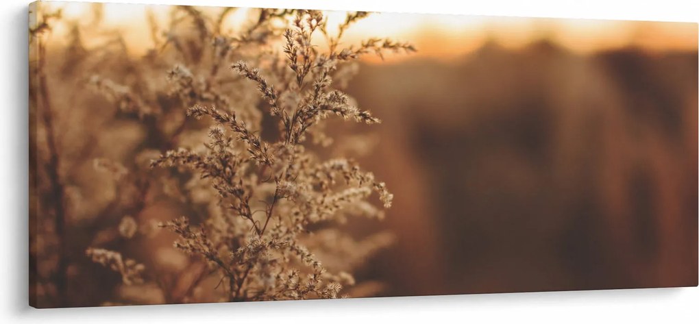 Obraz kvitnúcej trávy (120x50 cm)