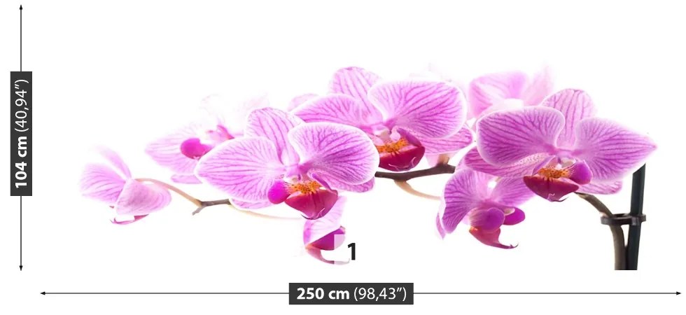 Fototapeta Vliesová Ružová orchidea 152x104 cm