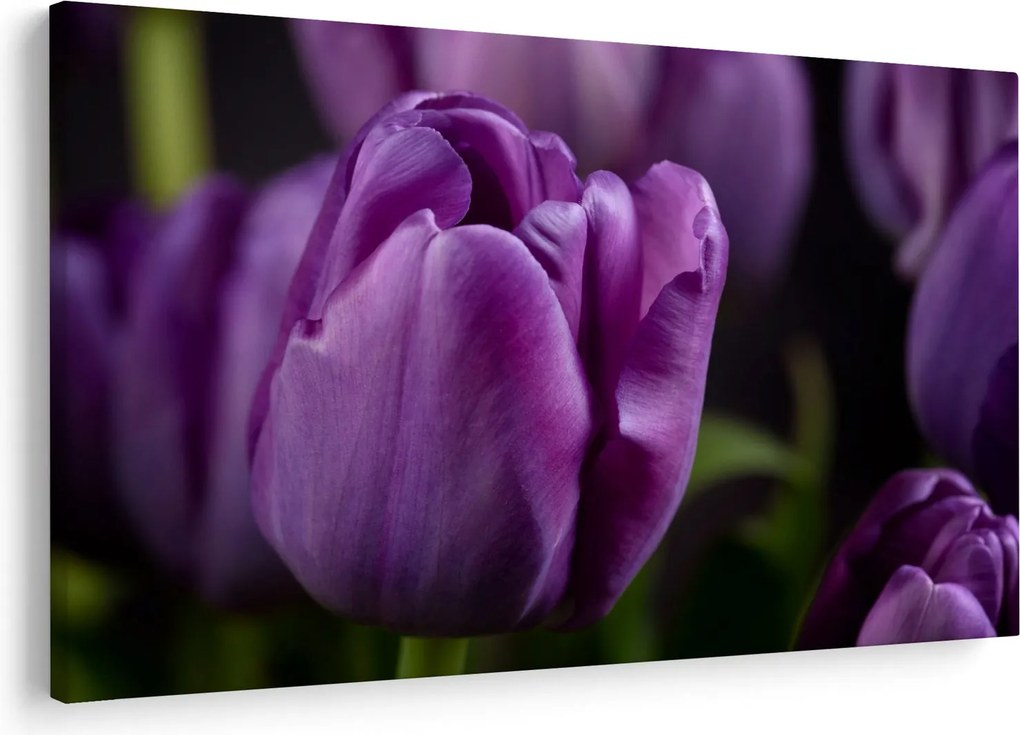 Obraz kvetov tulipánov (90x60 cm)