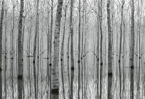 Vliesové fototapety, rozmer 368 x 254 cm, březový les vo vode, W+G 5122-4V-1