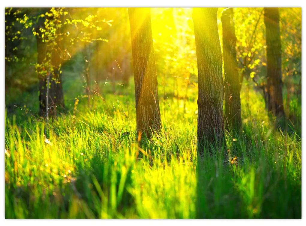 Obraz - Jarné prebúdzanie lesa (70x50 cm)