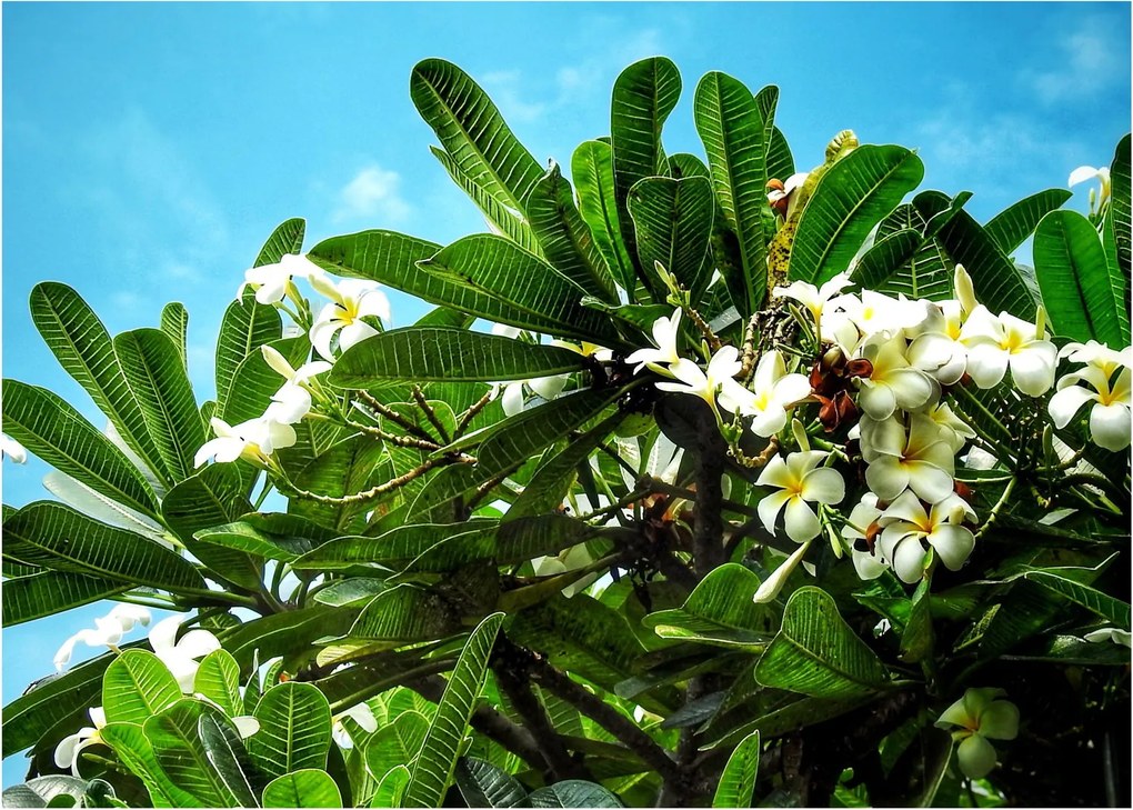 Sklenený obraz - Plumeria (70x50 cm)