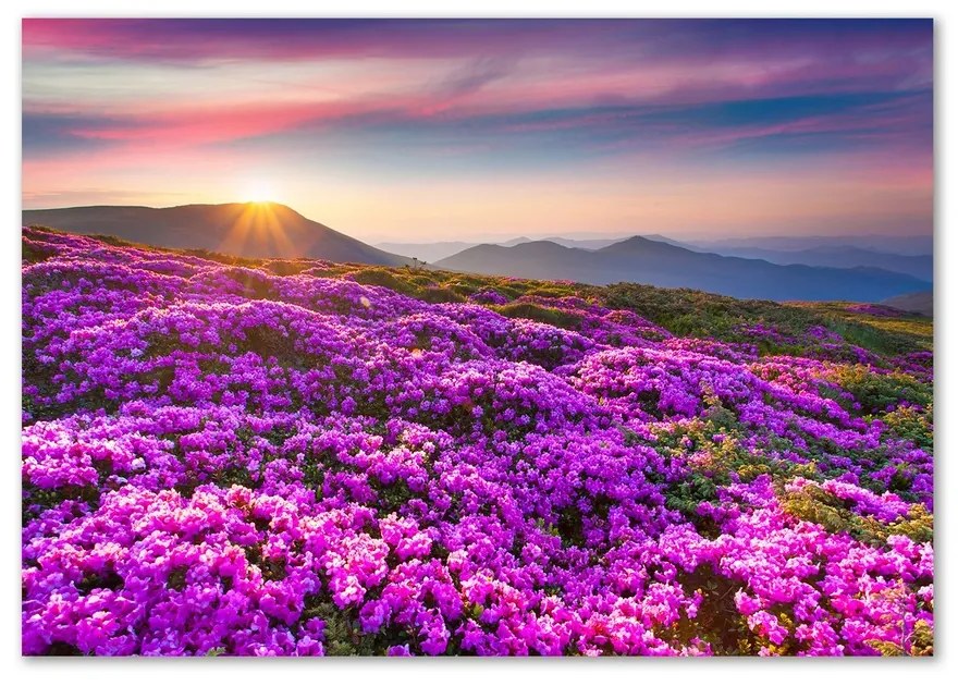 Foto-obraz sklo tvrdené Kvety v horách pl-osh-100x70-f-70454274