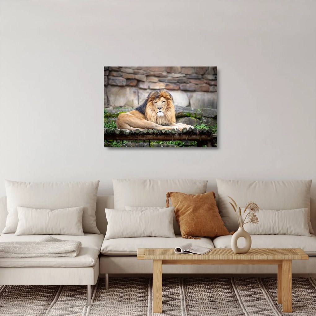 Sklenený obraz leva (70x50 cm)