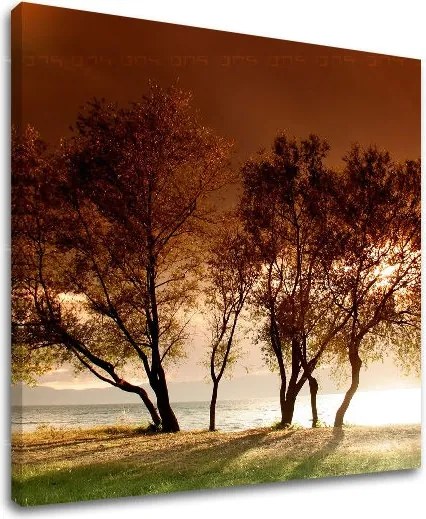 Obraz na stenu STROMY