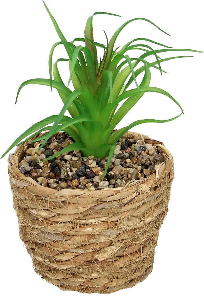 Dekorácie Tree Aloe 20cm