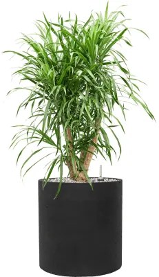 Pleomele (Dracaena) Anita 21x80 cm