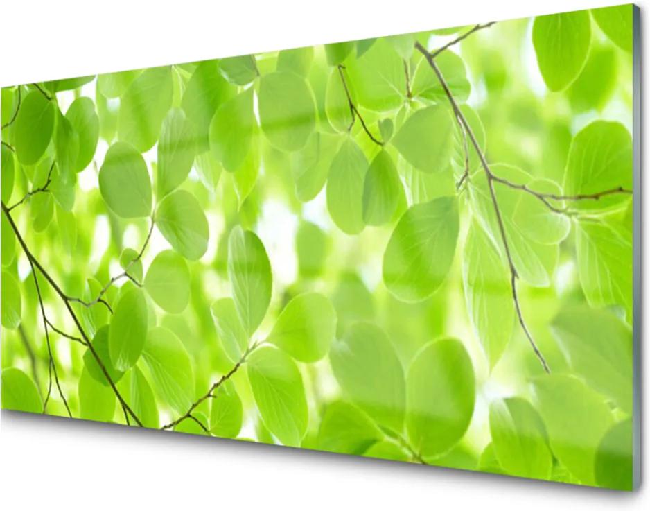 Obraz na akrylátovom skle Sklenený Listy Príroda