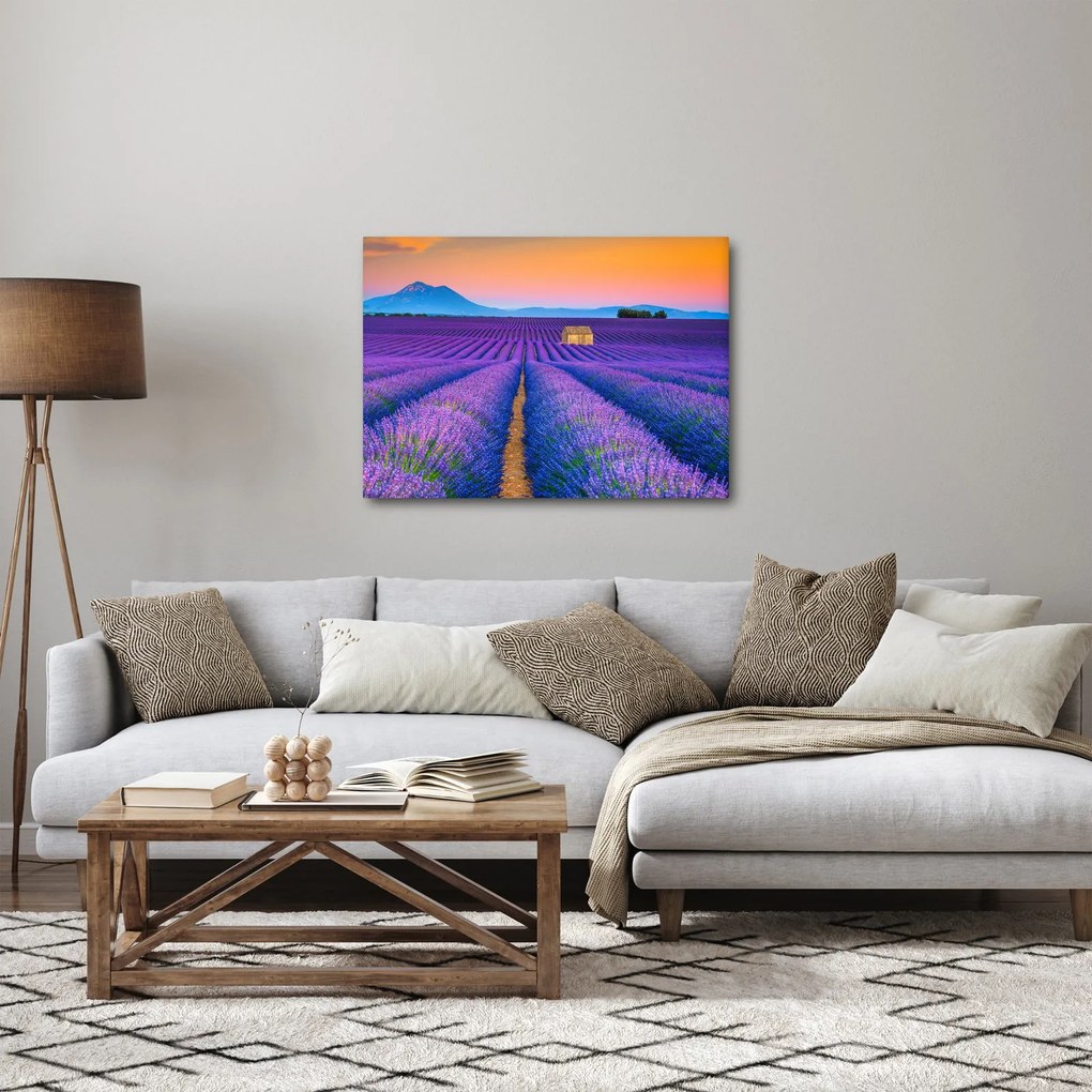 Obraz - Levanduľové pole (70x50 cm)
