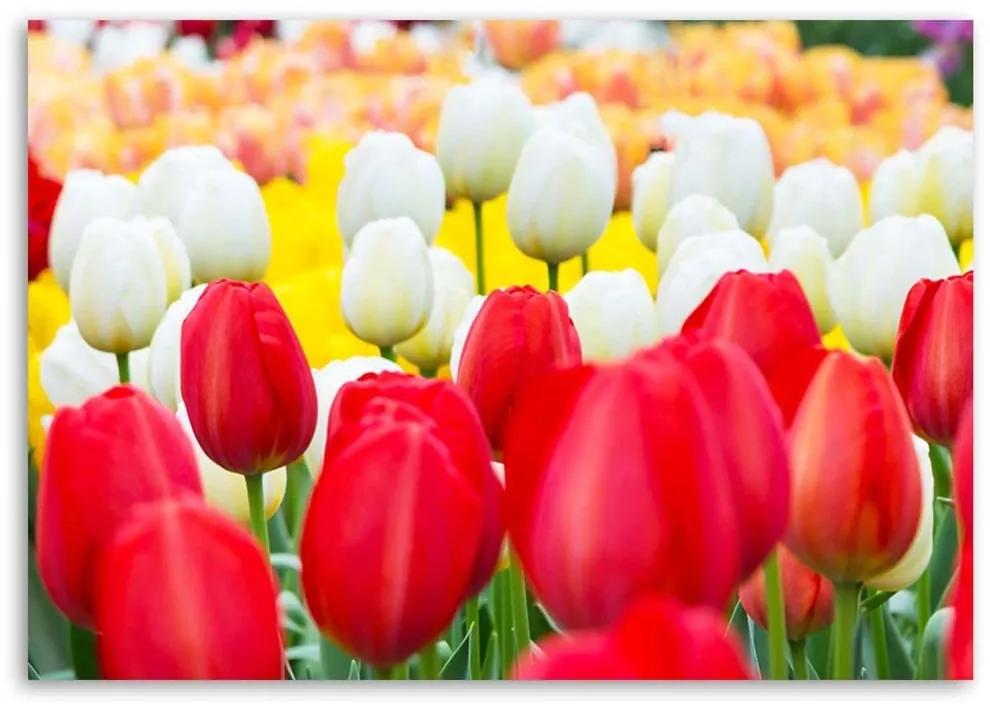 Obraz na plátně Tulipány Květiny - 100x70 cm