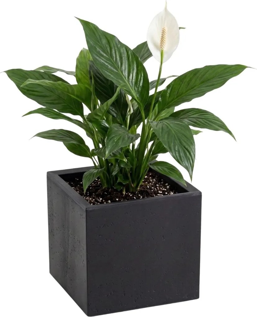 Sada 2 ks květináčů BETONIQUE 30x30/30x60 cm - výber z 2 prevedení