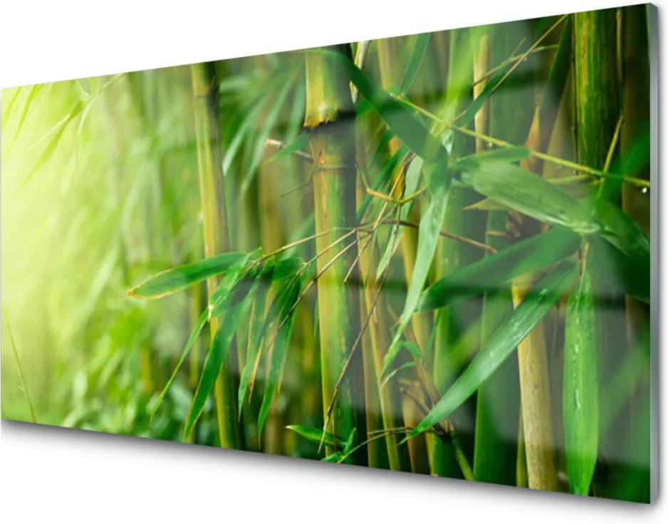 Obraz na akrylátovom skle Bambus Stonky Rastlina