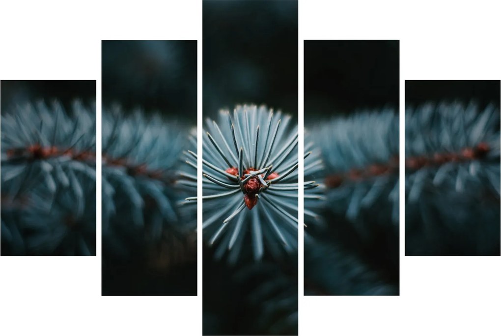 Obraz vetvičky ihličnatého stromu (150x105 cm)