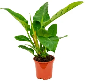 Philodendron imperial green 19x65 cm