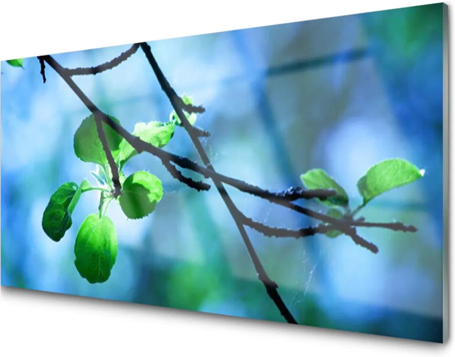 Skleněný obraz Větev Listy Rostlina Příroda